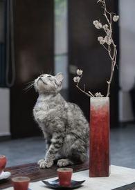 猫咪与百合花